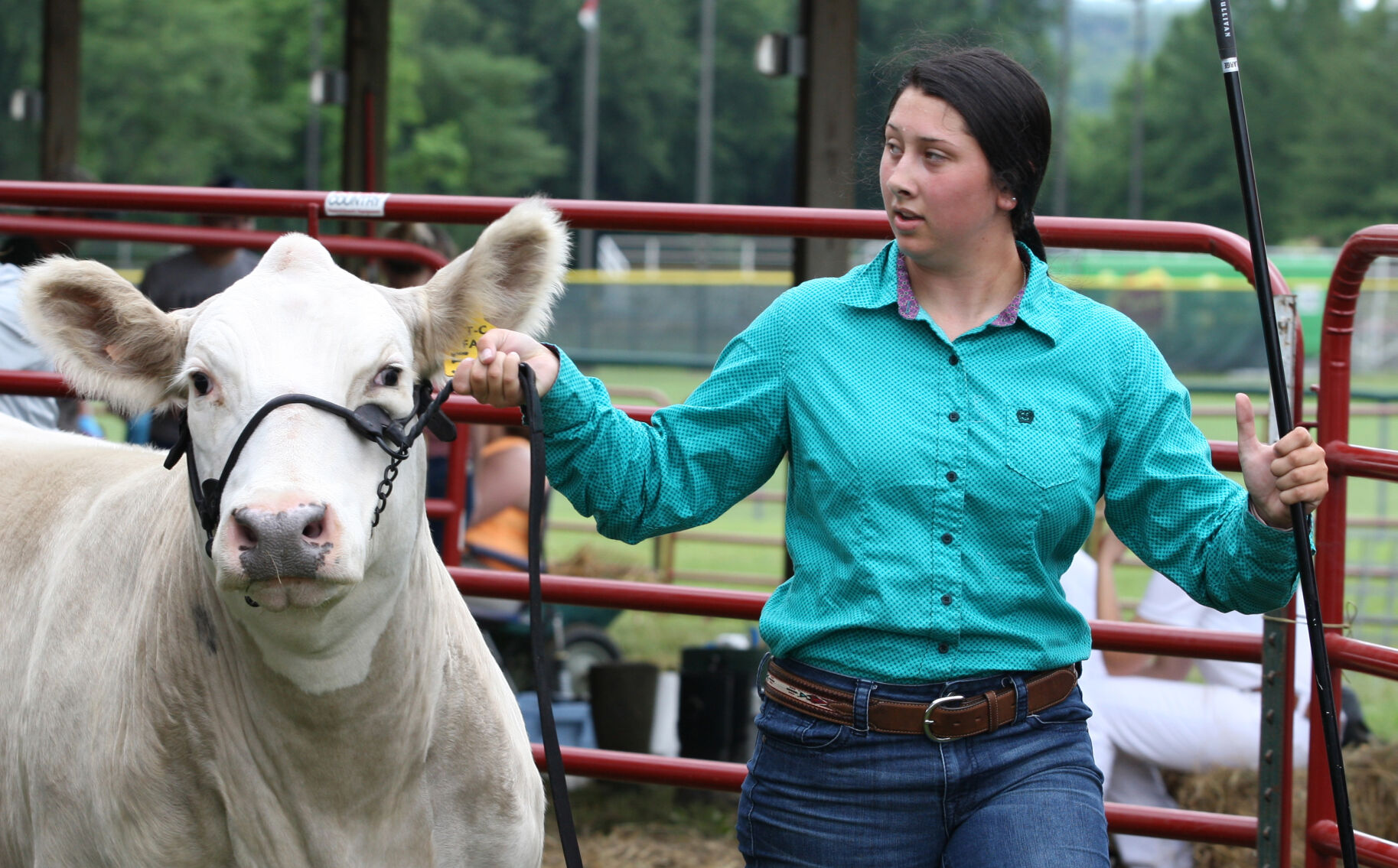 Hallie Giesike leads her steer around the ring